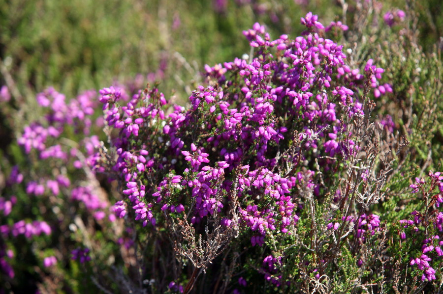 Purple heather